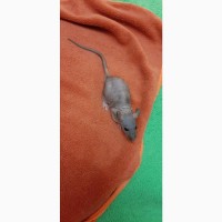 Продам крысят сфинкс дамбо