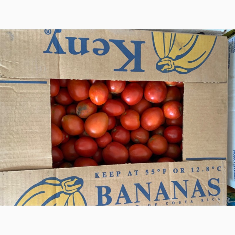 Фото 5. Продам томат сливовидный, любая форма оплаты, только самовывоз уже не большие обьемы