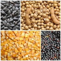 Зерновий склад купує зерно та надає послуги сушіння, очистки, транспортування зерна