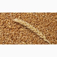 Куплю фуражную пшеницу