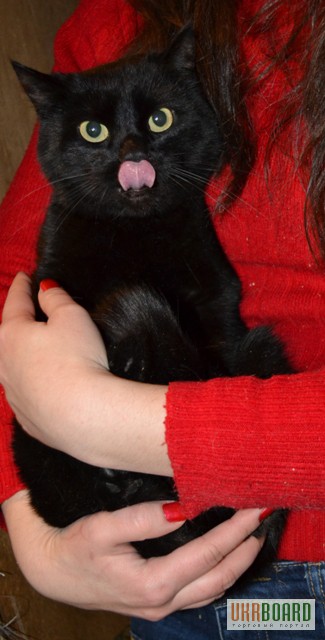 Фото 2. Отдам черного бархатного кота Малыша, 1,5 года