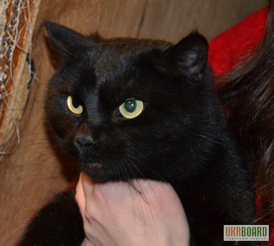 Фото 3. Отдам черного бархатного кота Малыша, 1,5 года