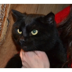 Отдам черного бархатного кота Малыша, 1,5 года