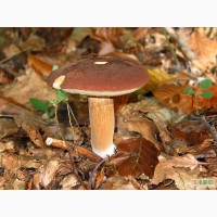 Мицелий польского гриба, мицелий шампиньона и вешенки, другие грибницы почтой недорого