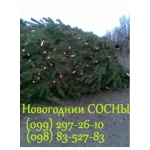 Новогодние ёлки Полтава 2013 лесхоз, сосны, цена с доставкой