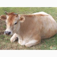 Продам корову тельную;бычка
