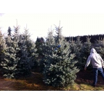 Голубая ель Picea p. Fat Albert 2,5-3 м Киев купить