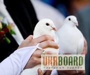 Фото 1/1. Белые голуби на свадьбу