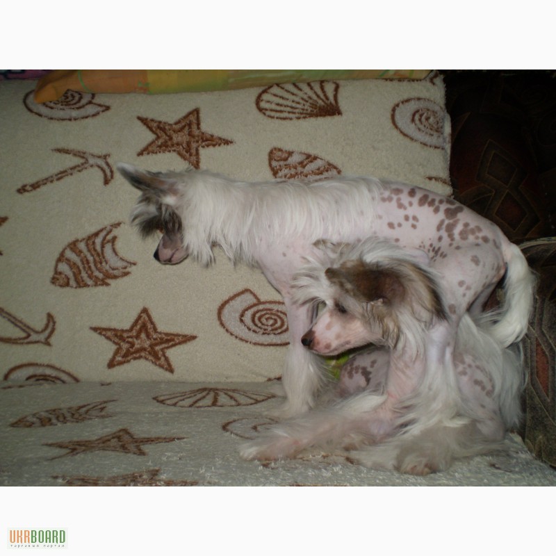 Фото 15. Щенки Китайской Хохлатой, 5 месяцев, прививки, щенячка