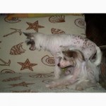 Щенки Китайской Хохлатой, 5 месяцев, прививки, щенячка