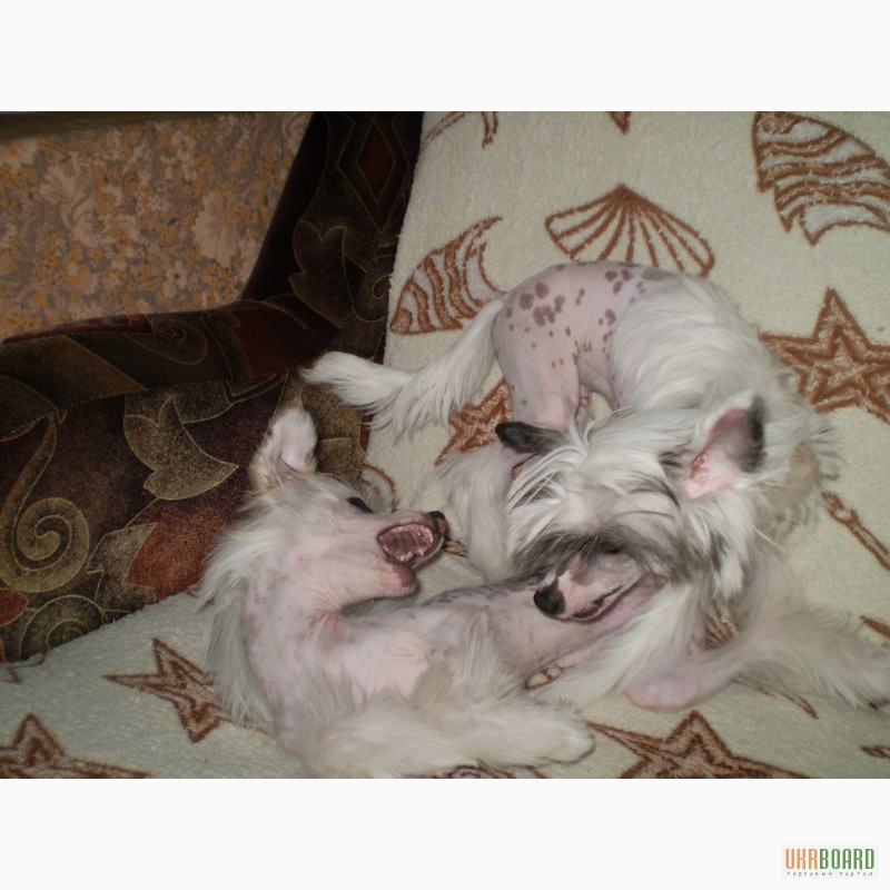 Фото 16. Щенки Китайской Хохлатой, 5 месяцев, прививки, щенячка