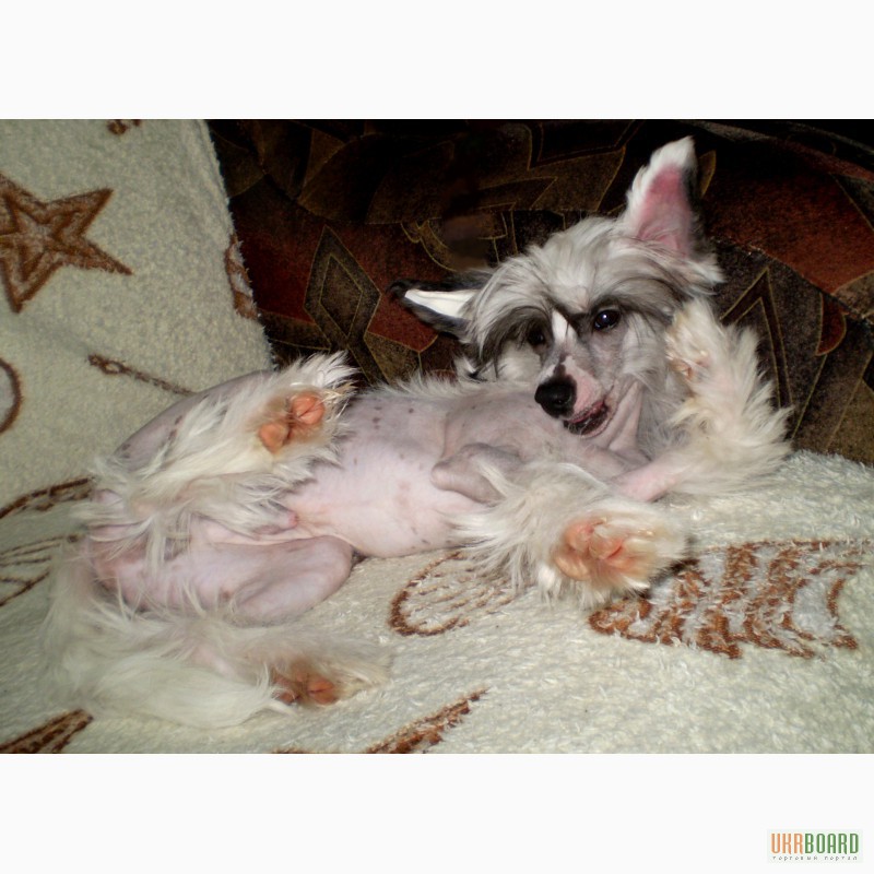 Фото 6. Щенки Китайской Хохлатой, 5 месяцев, прививки, щенячка