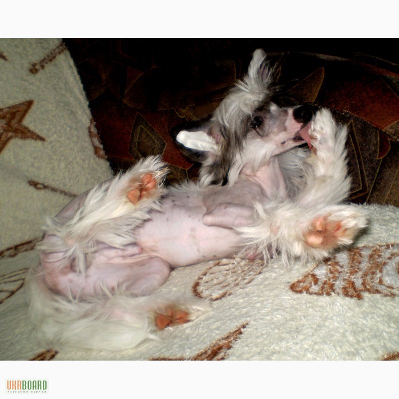Фото 8. Щенки Китайской Хохлатой, 5 месяцев, прививки, щенячка