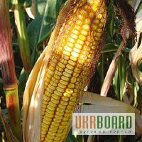 Семена кукурузы Монсанто ДКС-3472 ФАО 270