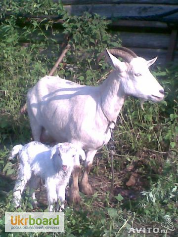 Фото 2. Продам новорожденных козлят