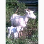 Продам новорожденных козлят