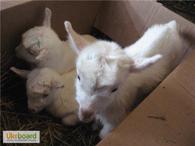 Фото 3. Продам новорожденных козлят