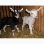 Продам новорожденных козлят