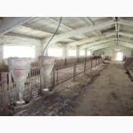 Продам целостный имущественный комплекс по выращиванию товарных свиней