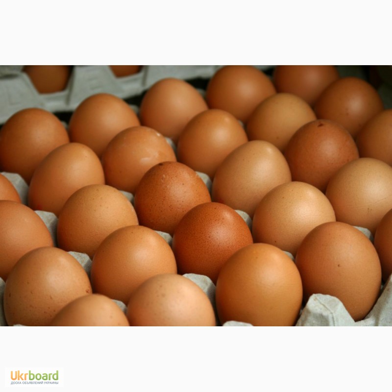 Фото 13. Яйца куриные столовые