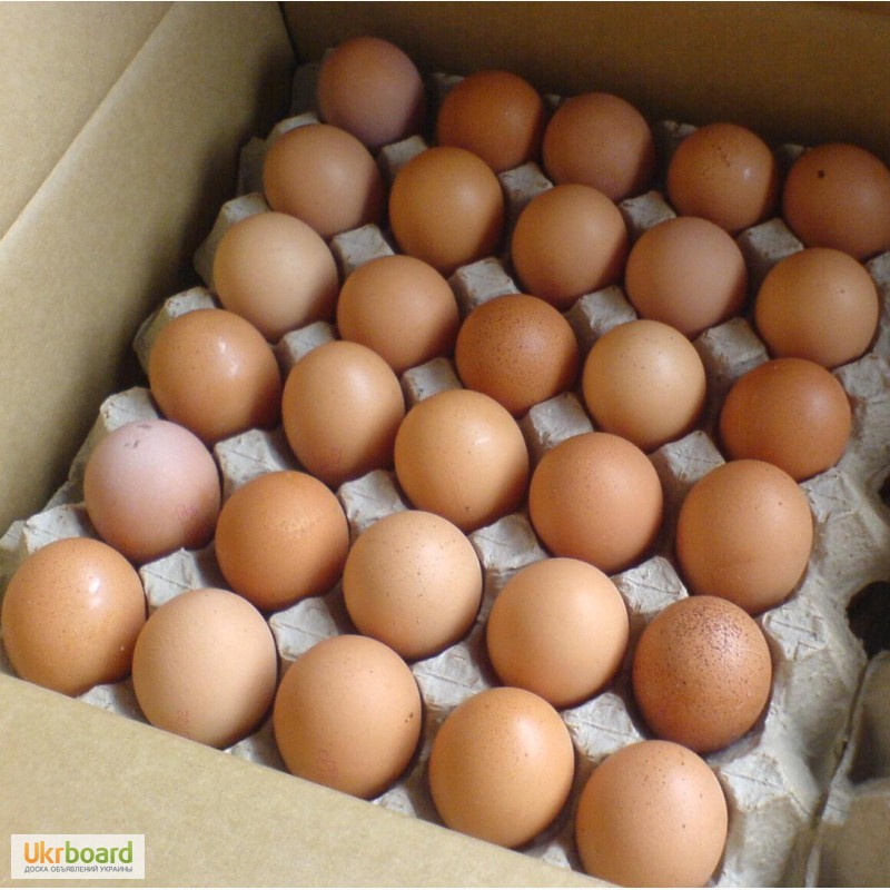 Фото 3. Яйца куриные столовые