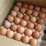 Яйца куриные столовые