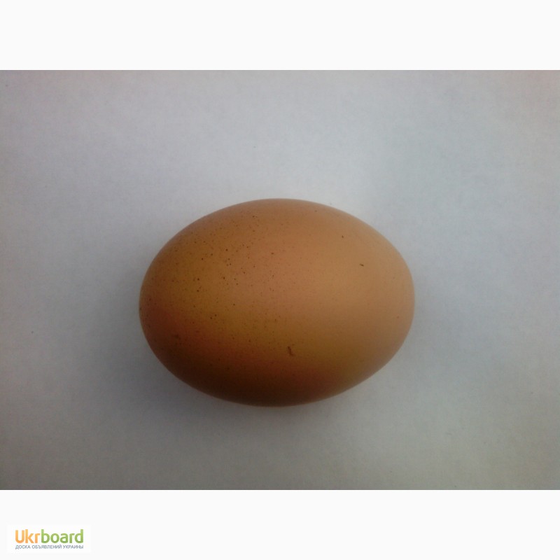 Фото 4. Яйца куриные столовые