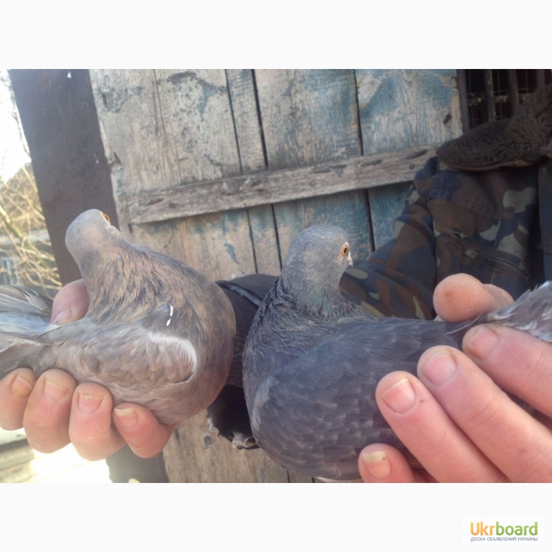 Фото 2. Продам голубей старой херсонской породы