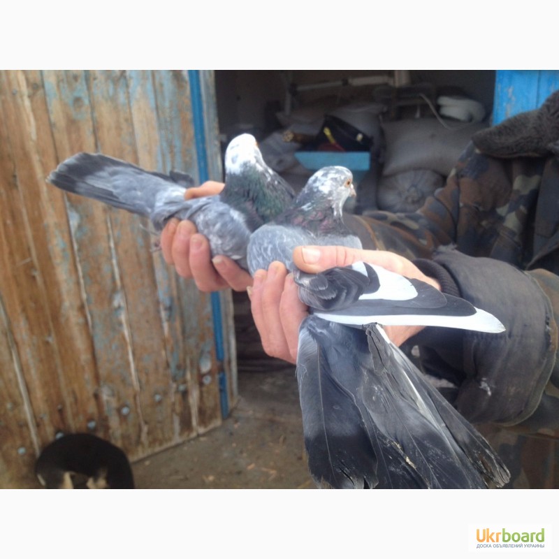 Фото 4. Продам голубей старой херсонской породы