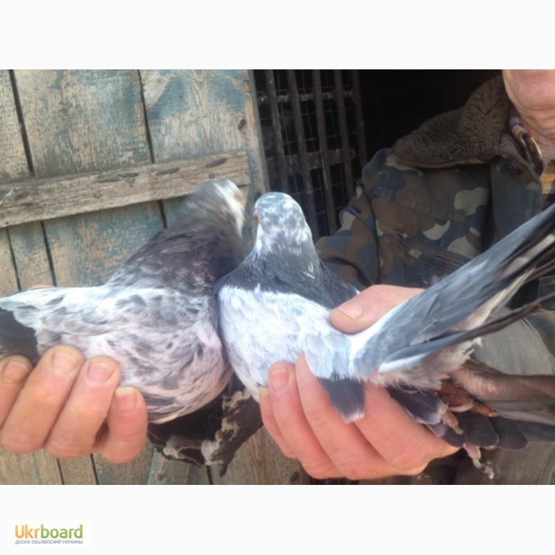 Фото 5. Продам голубей старой херсонской породы
