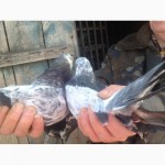 Продам голубей старой херсонской породы