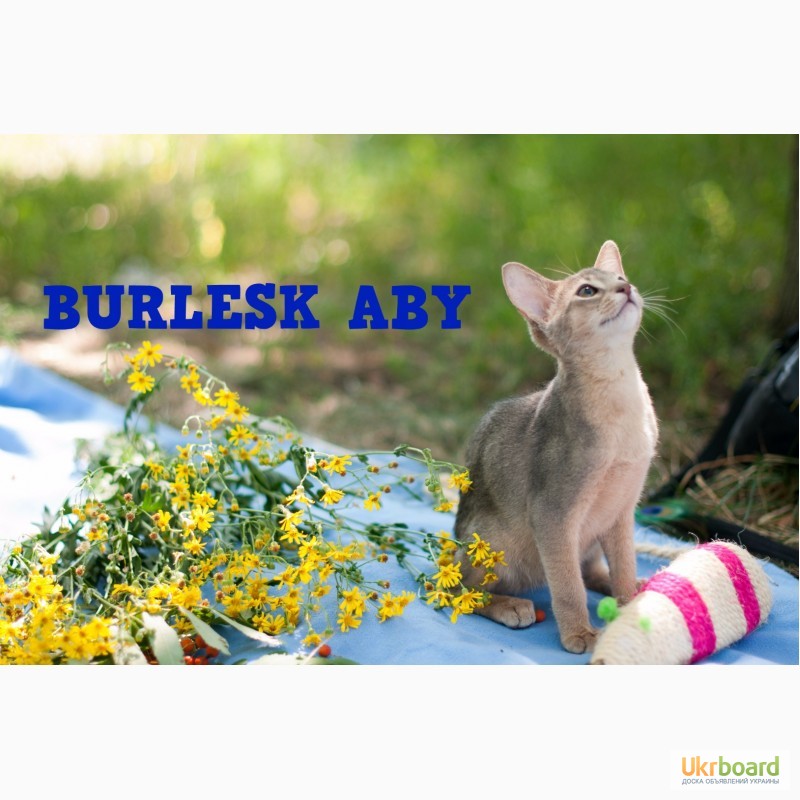 Фото 2. Абиссинские котята из питомника BURLESK ABY