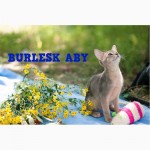 Абиссинские котята из питомника BURLESK ABY