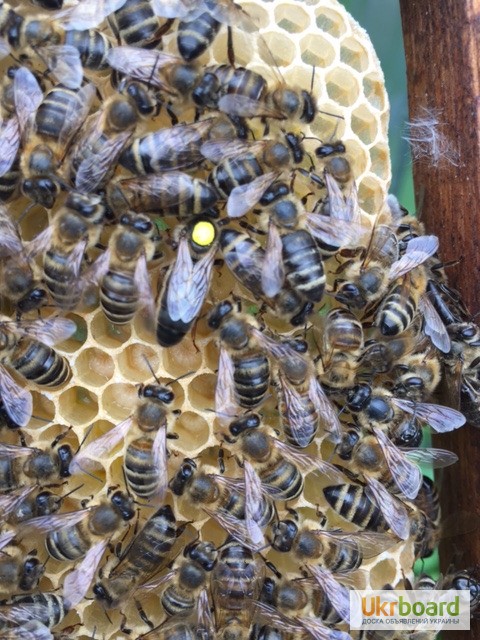 Фото 2. БДЖОЛОМАТКИ КАРПАТКА Плідні Матки 2021 (Пчеломатка, бджолині матки, бджоломатка)
