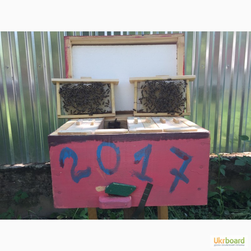 Фото 3. БДЖОЛОМАТКИ КАРПАТКА Плідні Матки 2021 (Пчеломатка, бджолині матки, бджоломатка)