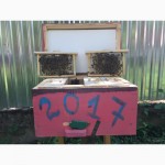 БДЖОЛОМАТКИ КАРПАТКА Плідні Матки 2021 (Пчеломатка, бджолині матки, бджоломатка)