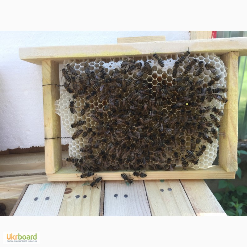 Фото 4. БДЖОЛОМАТКИ КАРПАТКА Плідні Матки 2021 (Пчеломатка, бджолині матки, бджоломатка)