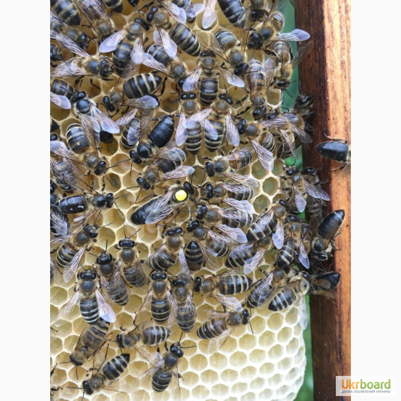Фото 5. БДЖОЛОМАТКИ КАРПАТКА Плідні Матки 2021 (Пчеломатка, бджолині матки, бджоломатка)