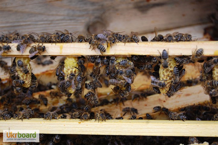 Фото 7. БДЖОЛОМАТКИ КАРПАТКА Плідні Матки 2021 (Пчеломатка, бджолині матки, бджоломатка)