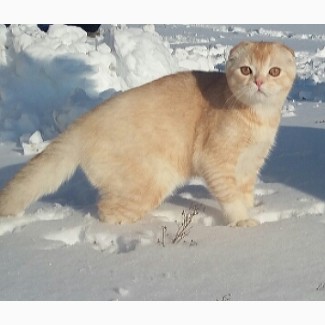 Снежный барс! Продается будущий племенной котик производитель scottish fold редкого окраса