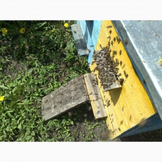 Бджоли, пасіка, бджолосімї продам