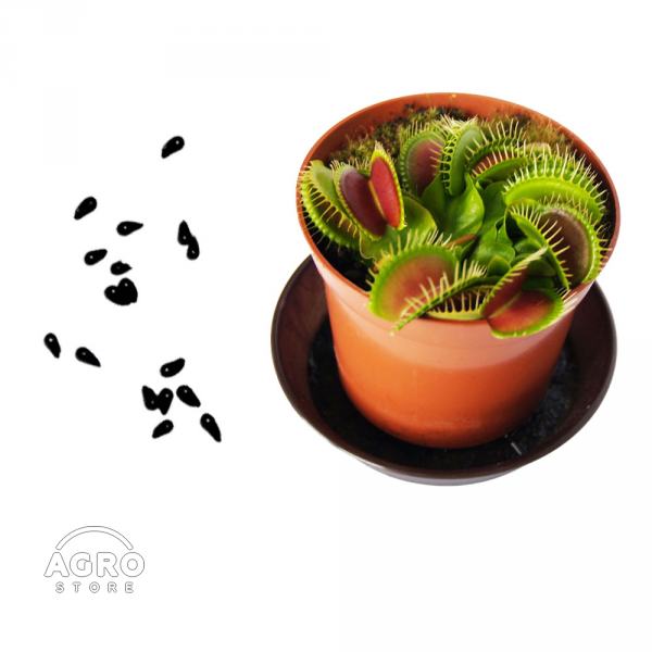 Семена Венериной мухоловки Дионеи - хищные растения
