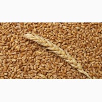 Закупим пшеницу 2-3 класса