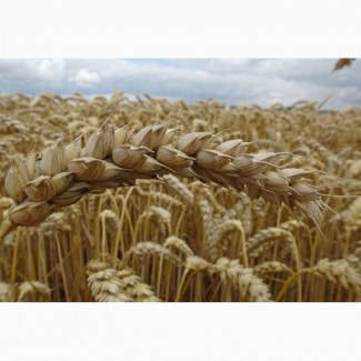 Озимая пшеница Этана/ETANA (Германия) 1Р