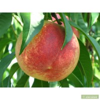 Фото 2. Продам високоякісні садженці персиків