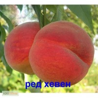 Фото 3. Продам високоякісні садженці персиків
