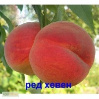 Продам високоякісні садженці персиків