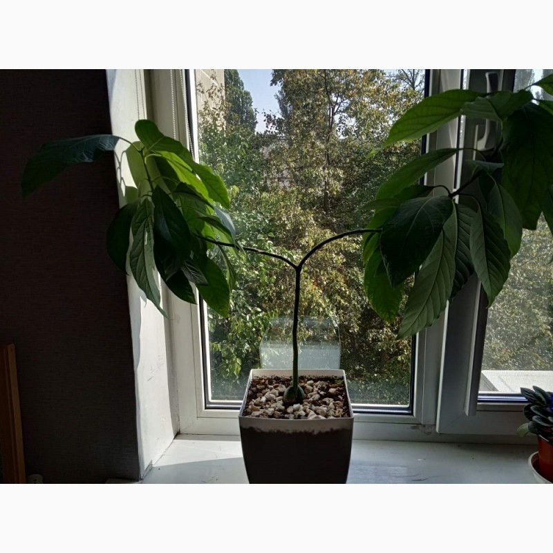 Растение Авокадо, выращенное из косточки