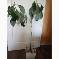 Растение Авокадо, выращенное из косточки
