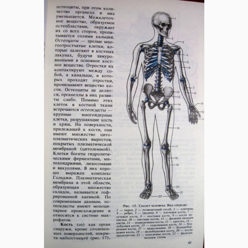 Фото 14. Анатомия человека Сапин Билич 1989 Строение Системы органов Учебник биологических высших